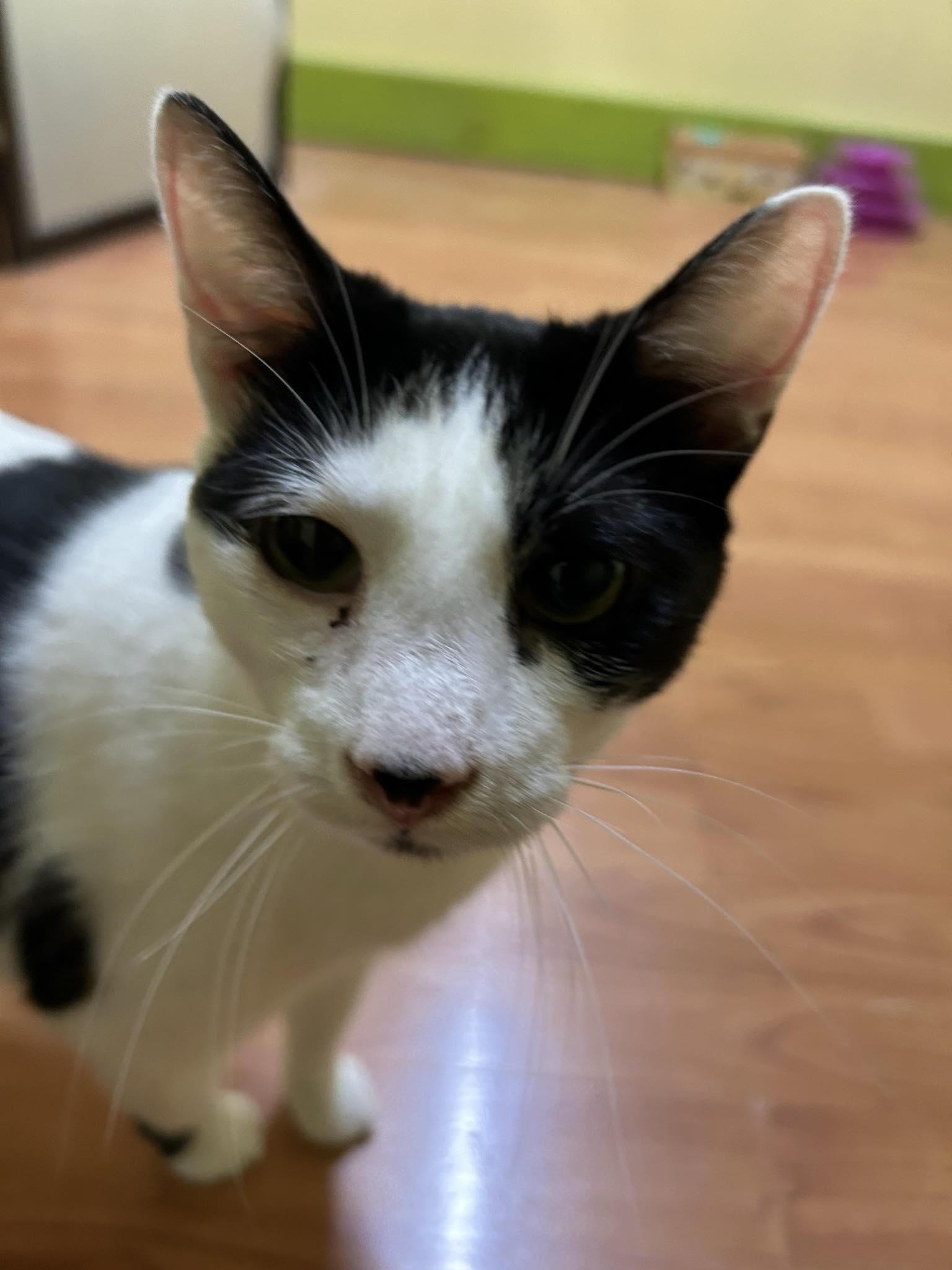 ONYX, Adoptable, Young Male Domestic Short Hair.