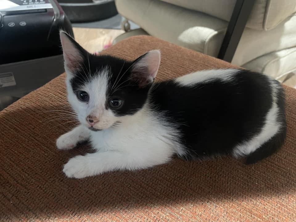 ONYX, a Adoptable Domestic Short Hair in Tillsonburg, ON image 4/5