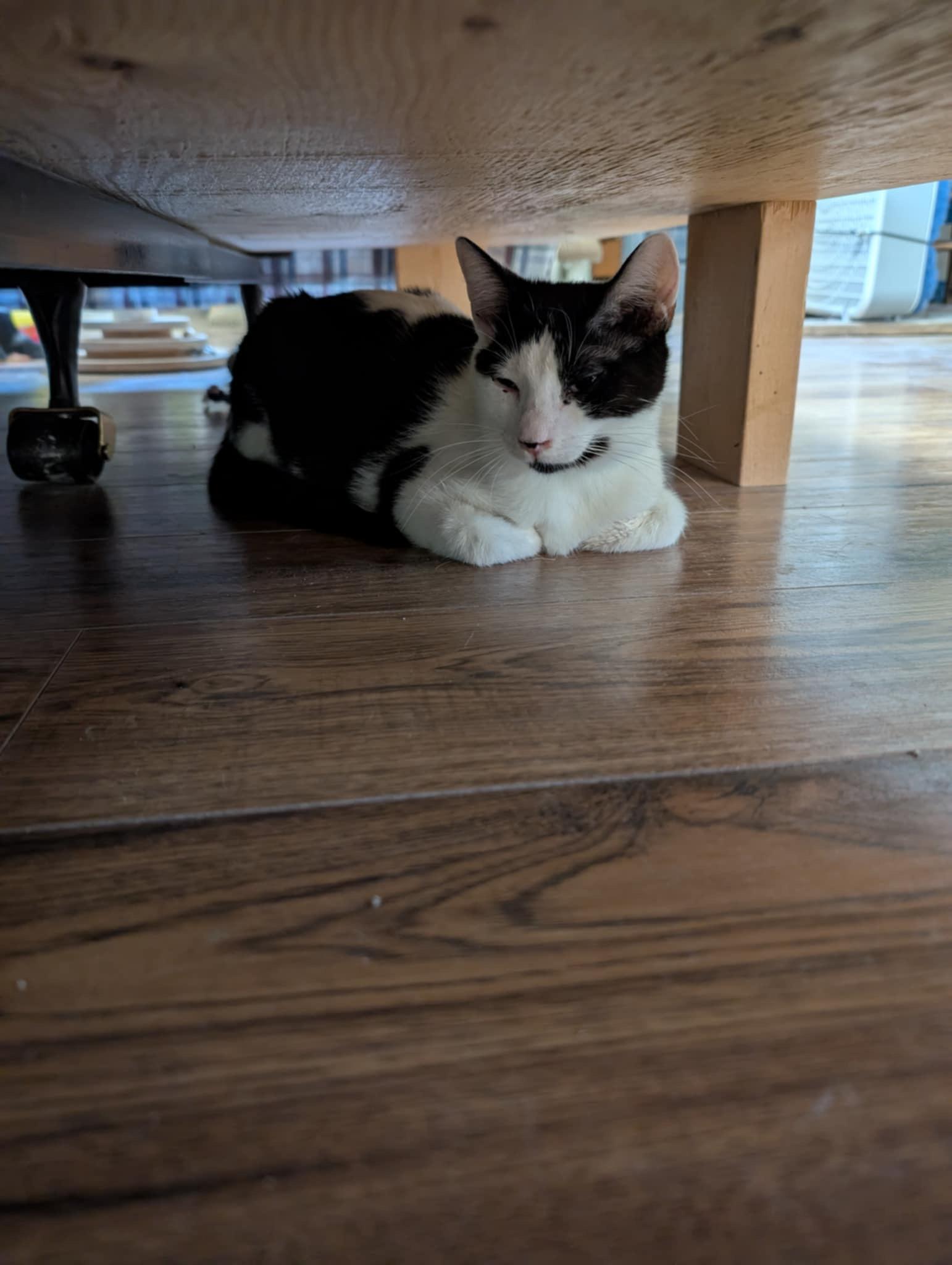 ONYX, a Adoptable Domestic Short Hair in Tillsonburg, ON image 3/5