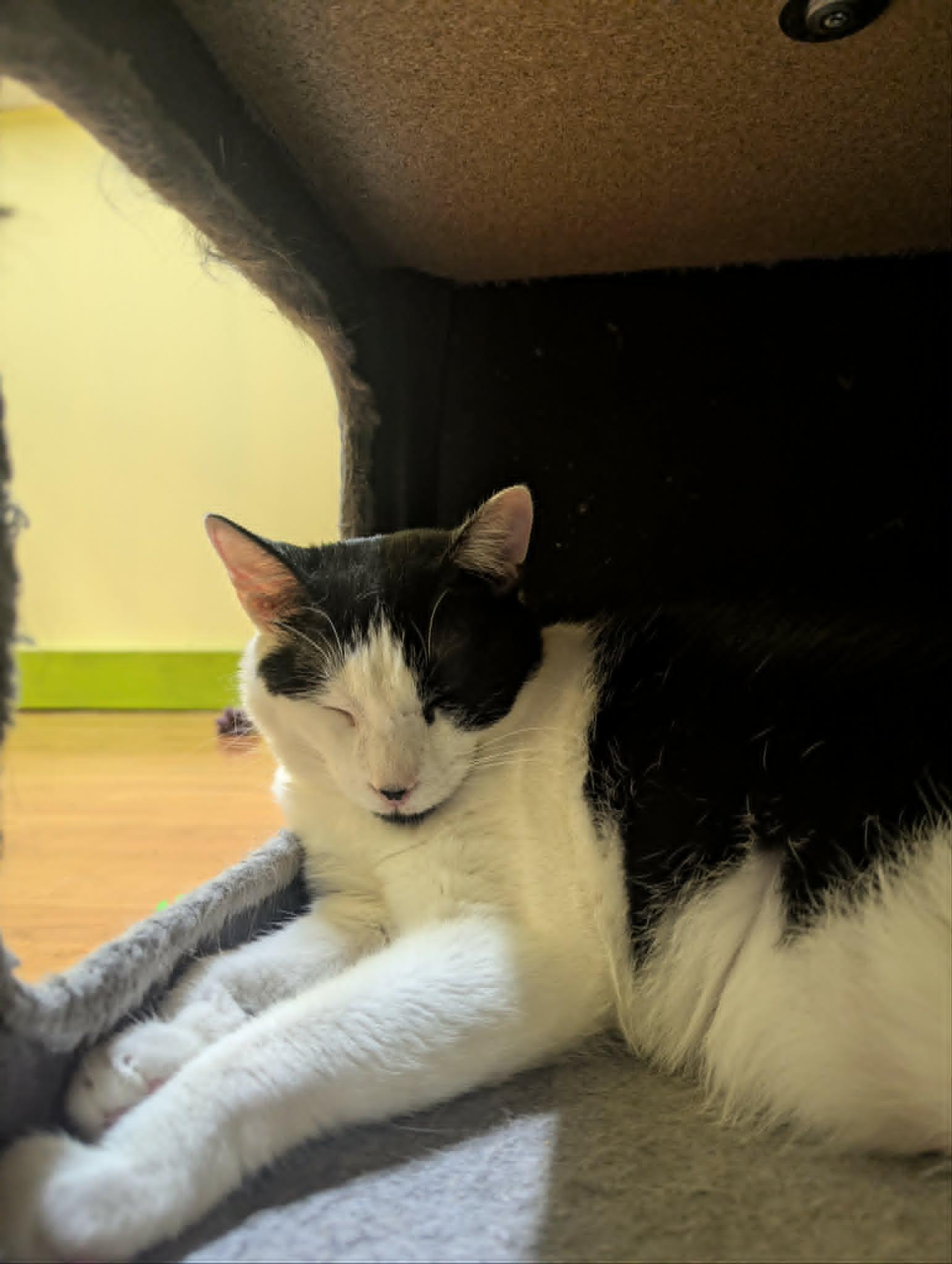 Enlarge ONYX, a Adoptable Domestic Short Hair in Tillsonburg, ON image 6/6