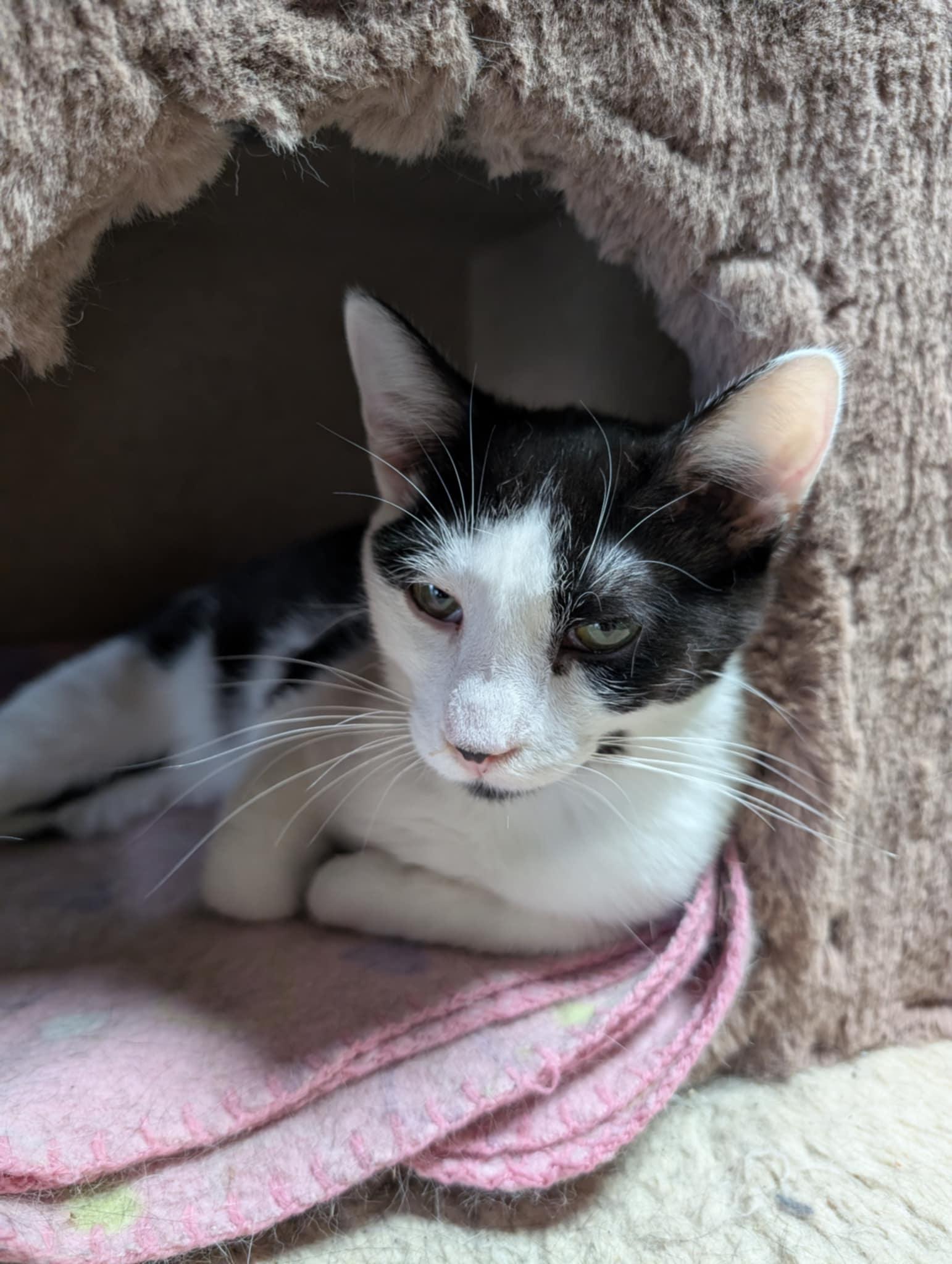 ONYX, a Adoptable Domestic Short Hair in Tillsonburg, ON image 2/5