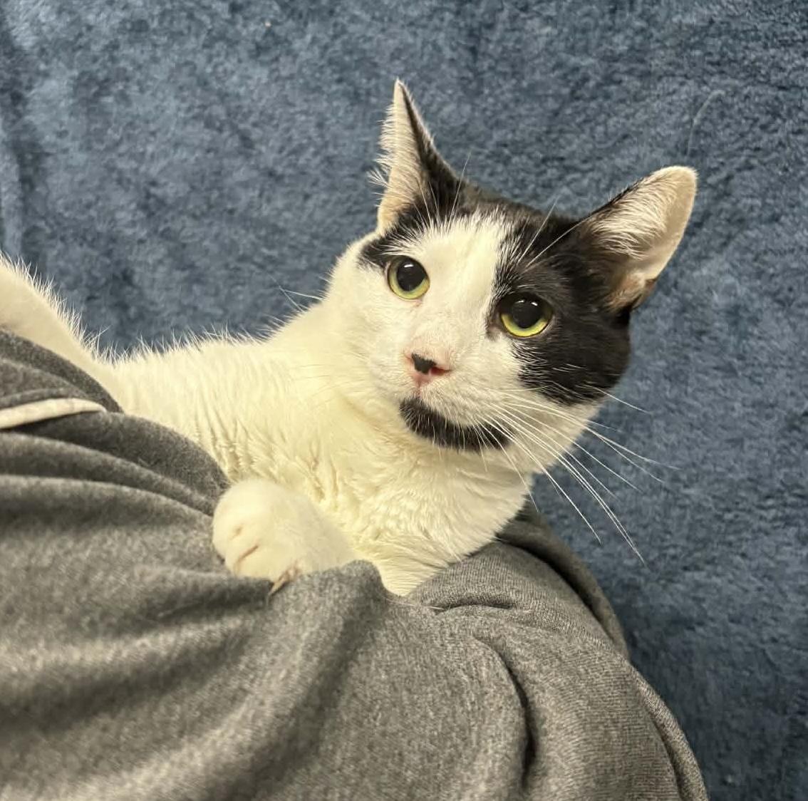 Enlarge ONYX, a Adoptable Domestic Short Hair in Tillsonburg, ON image 1/5