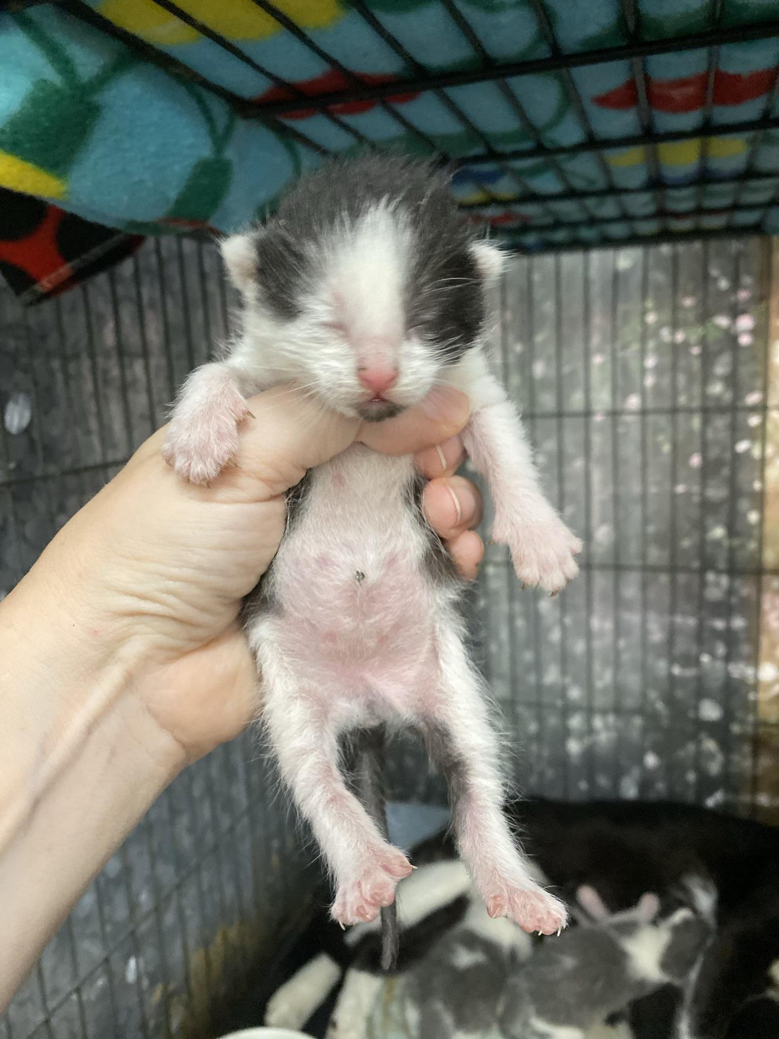 ONYX, a Adoptable Domestic Short Hair in Tillsonburg, ON image 5/5