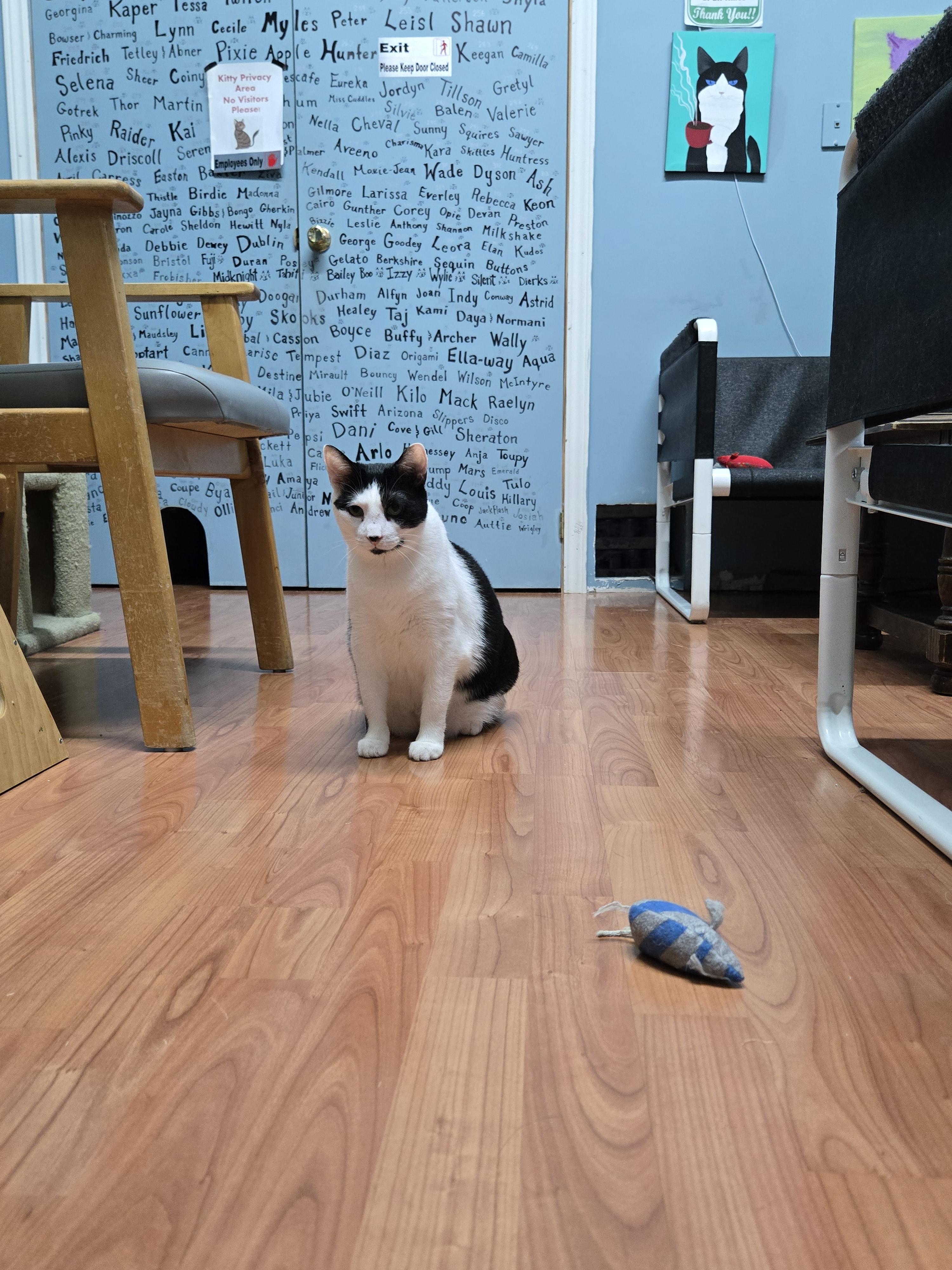 Enlarge ONYX, a Adoptable Domestic Short Hair in Tillsonburg, ON image 6/6