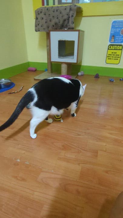 Enlarge ONYX, a Adoptable Domestic Short Hair in Tillsonburg, ON video 6/6