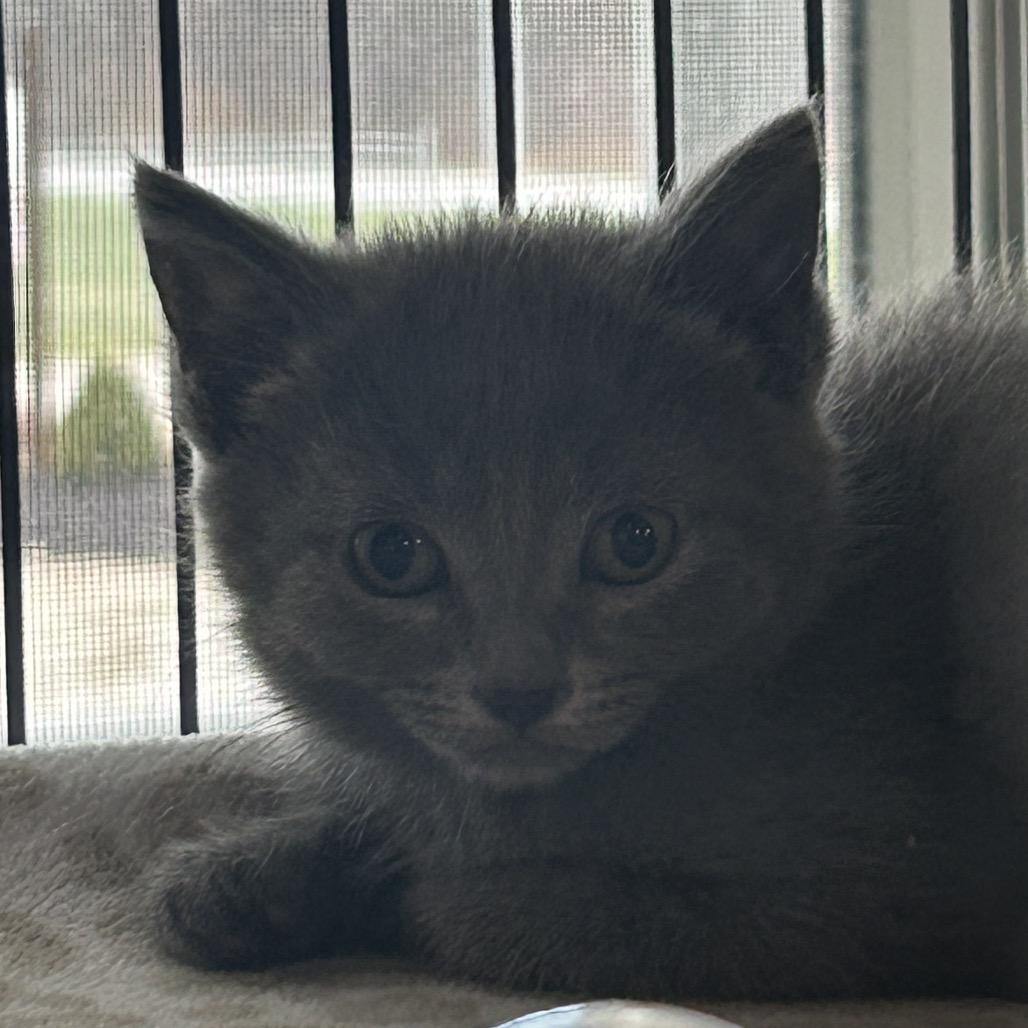 Silvermist, Adoptable, Young Female Domestic Short Hair.