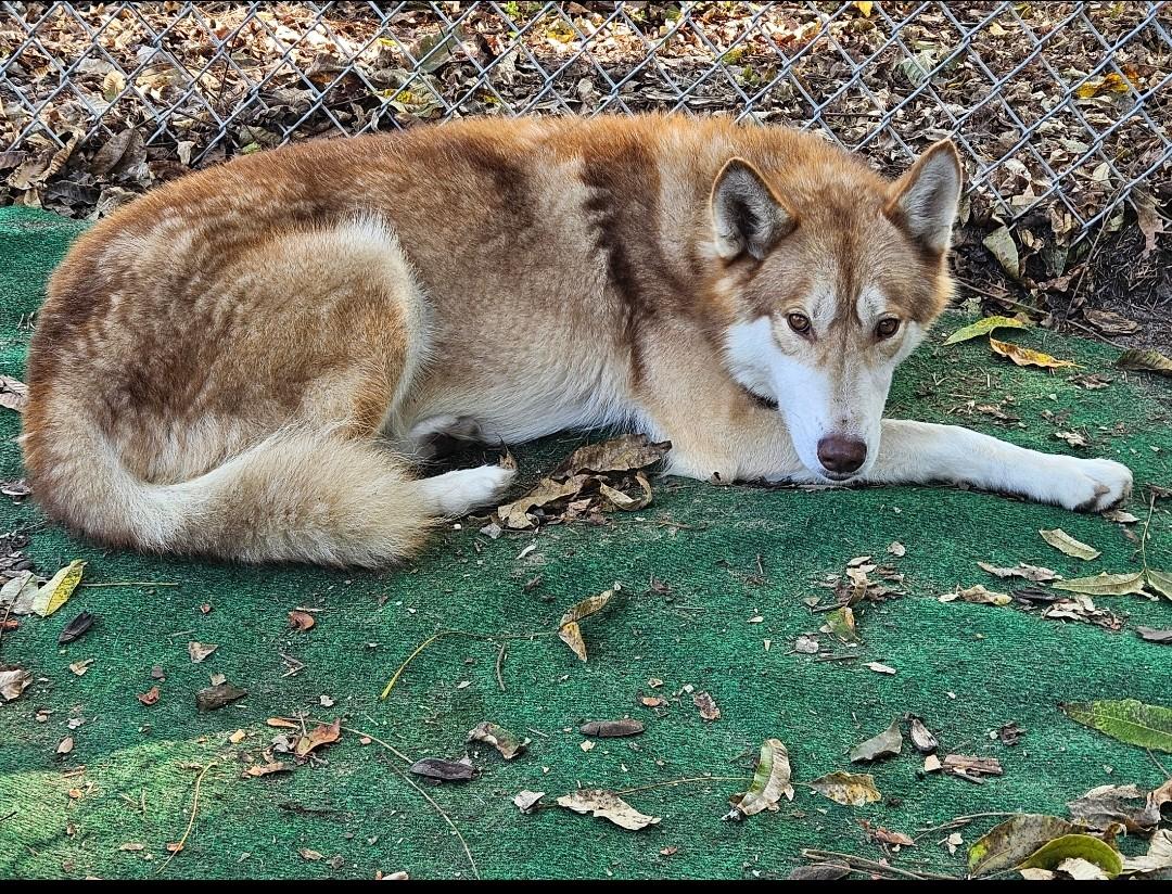 Enlarge Rex, an adopted Siberian Husky in phenix city, AL image 1/1
