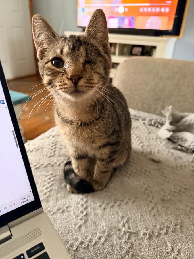 Enlarge Lloyd, a Adoptable Domestic Short Hair in Romney, WV image 2/4