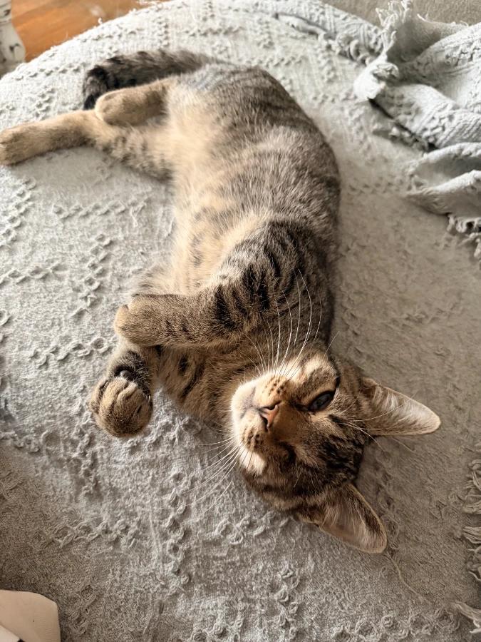 Enlarge Lloyd, a Adoptable Domestic Short Hair in Romney, WV image 3/4