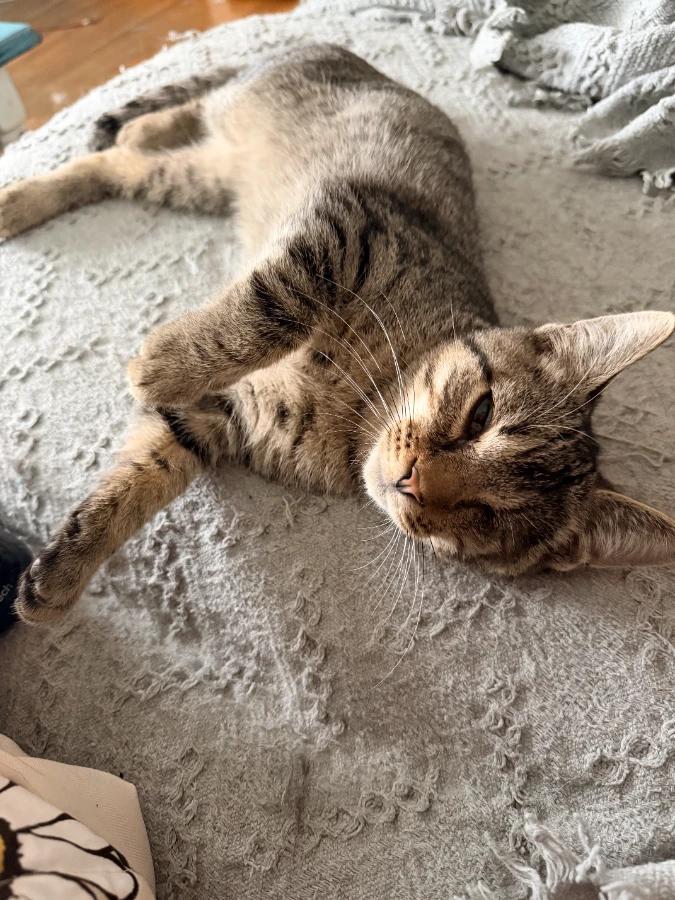 Enlarge Lloyd, a Adoptable Domestic Short Hair in Romney, WV image 4/4