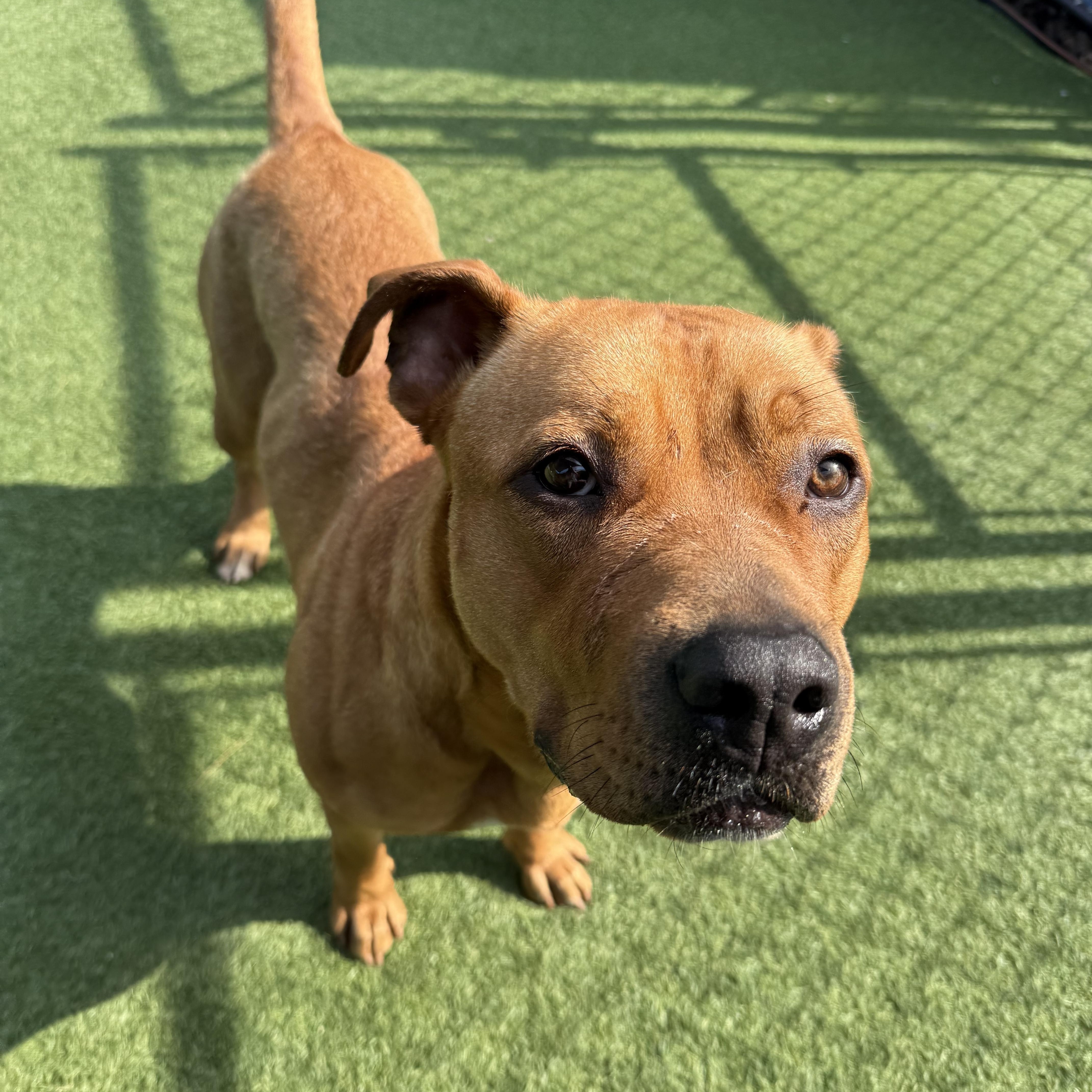 Cinnamon, a Adoptable Mixed Breed in Groton, CT image 3/5