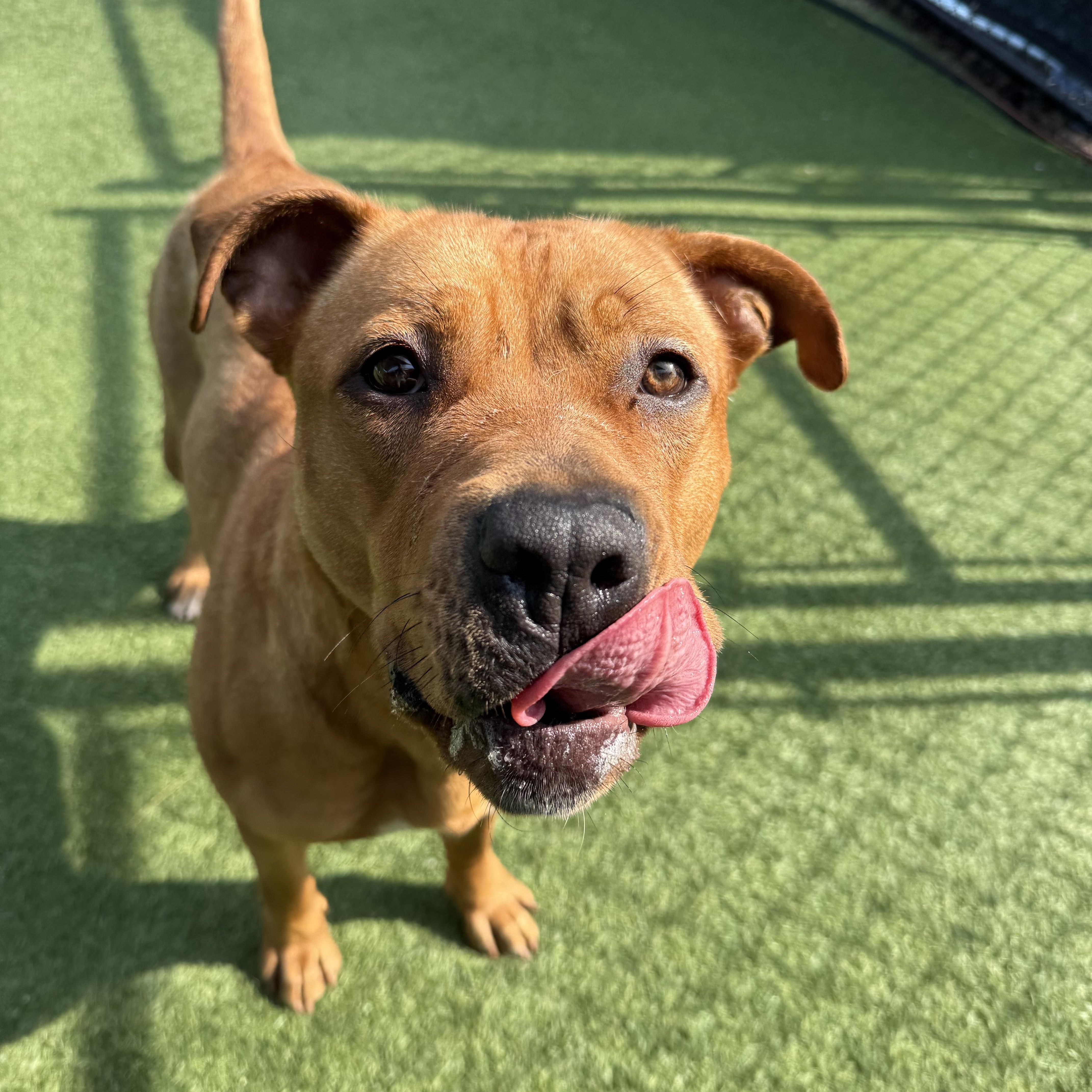 Cinnamon, a Adoptable Mixed Breed in Groton, CT image 1/5