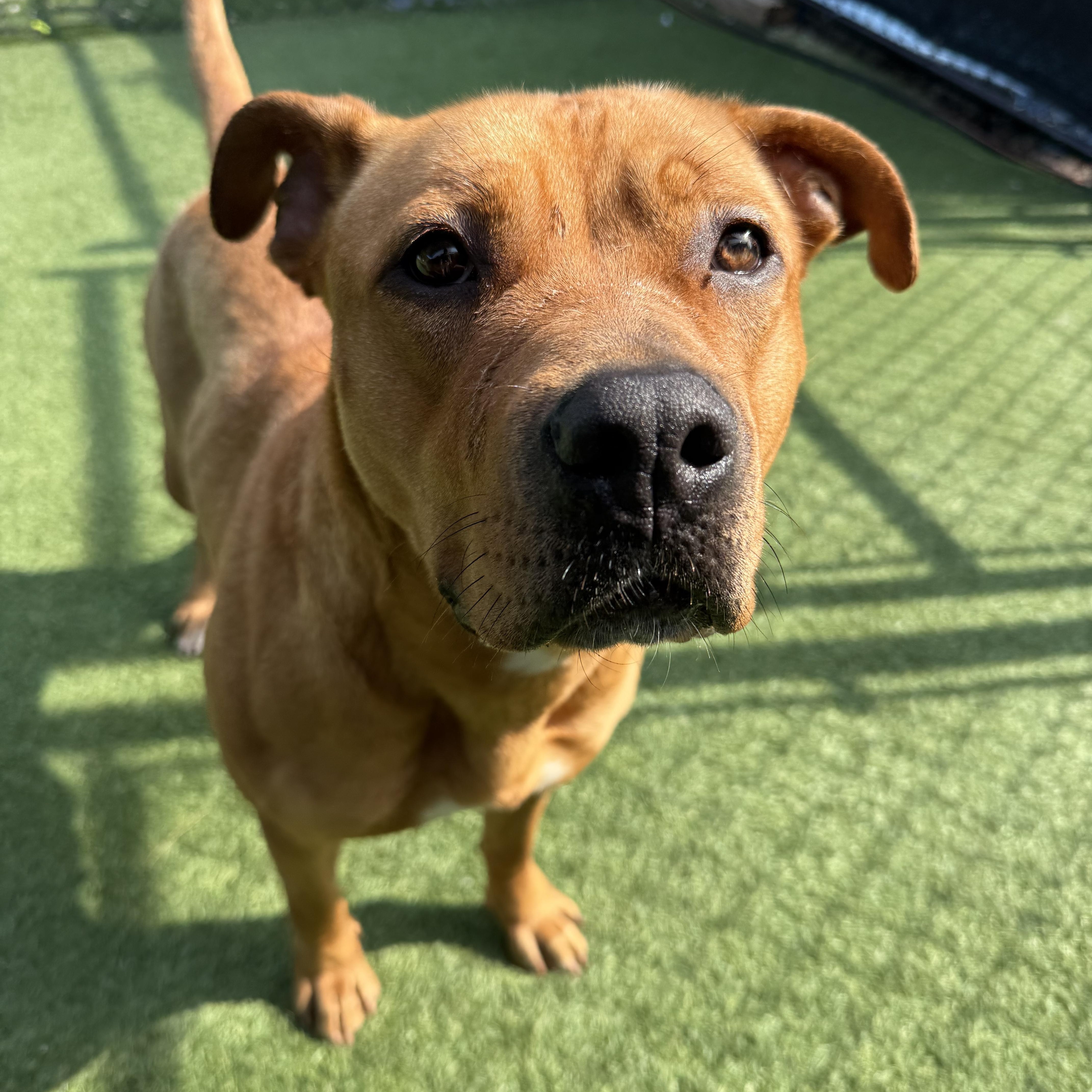 Cinnamon, a Adoptable Mixed Breed in Groton, CT image 2/5