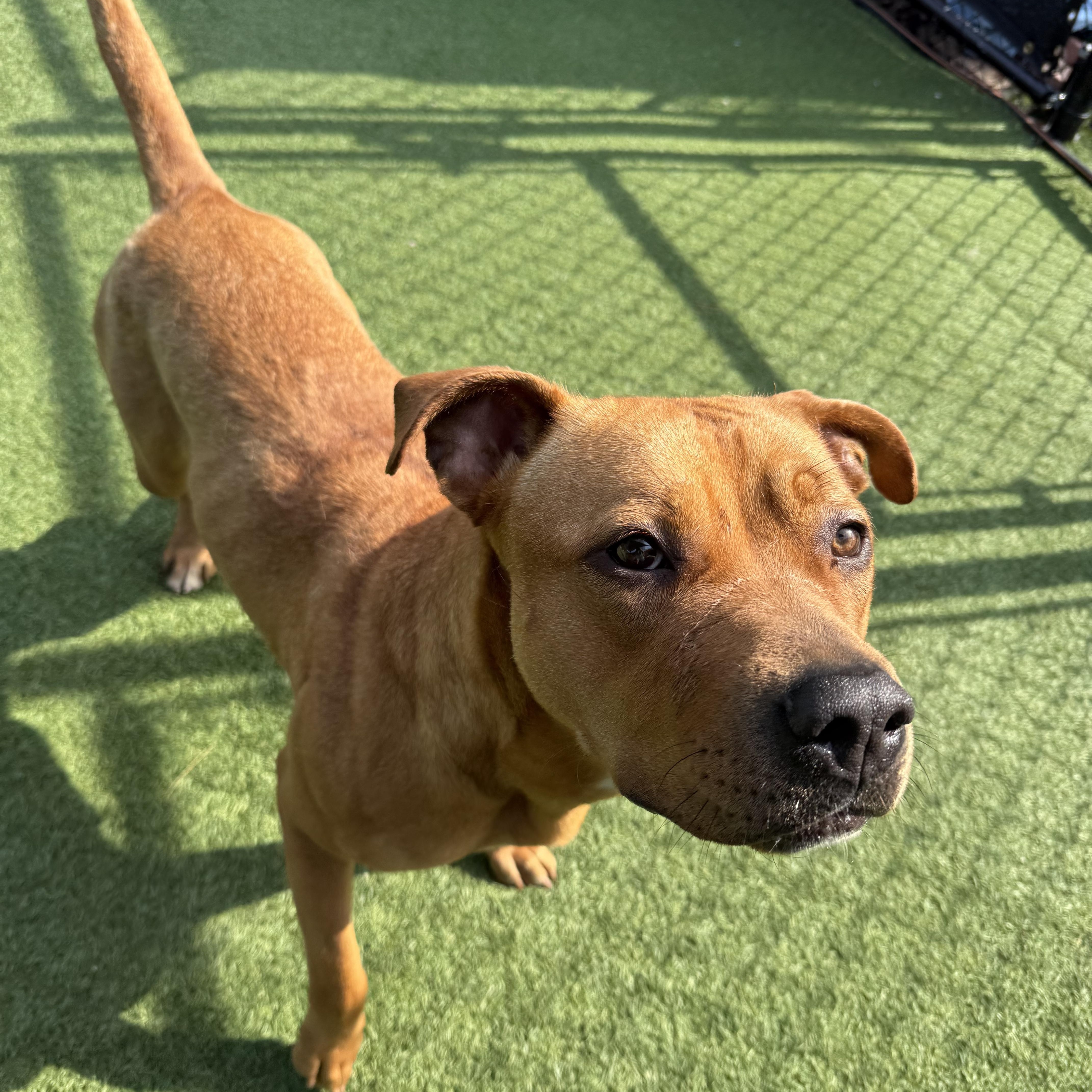 Cinnamon, a Adoptable Mixed Breed in Groton, CT image 5/5