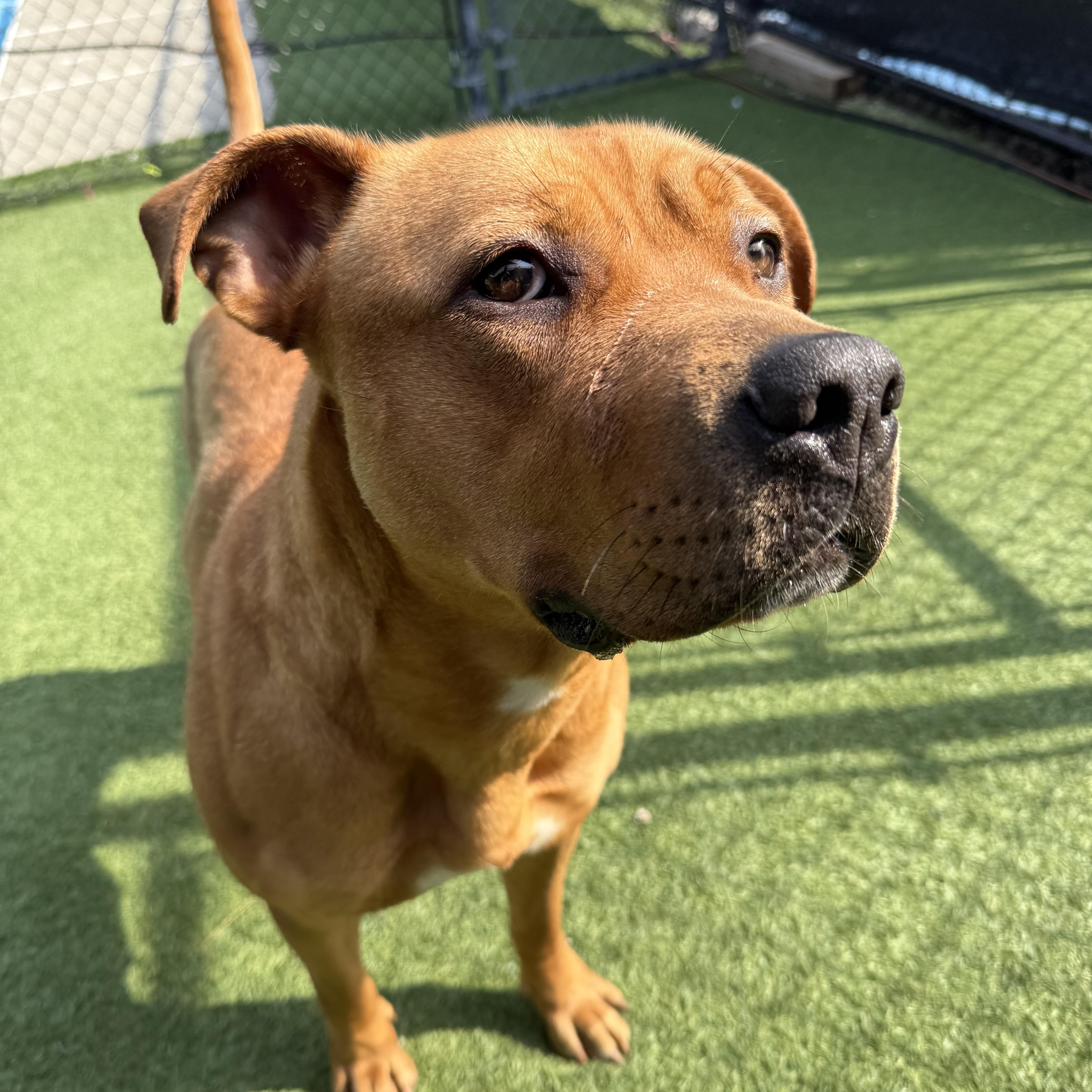 Cinnamon, a Adoptable Mixed Breed in Groton, CT image 4/5