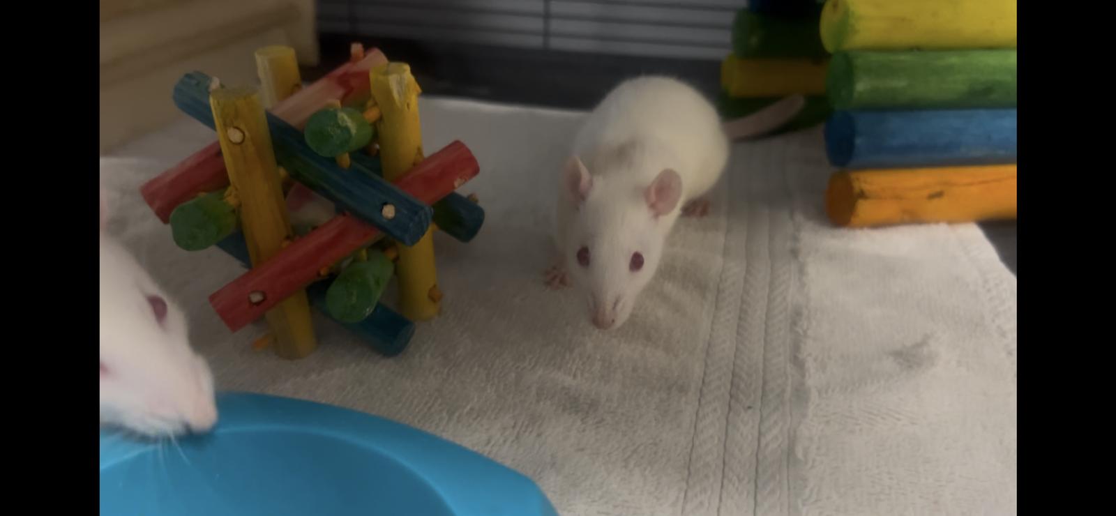Female Rats, a Adoptable Rat in Georgetown, KY image 1/3