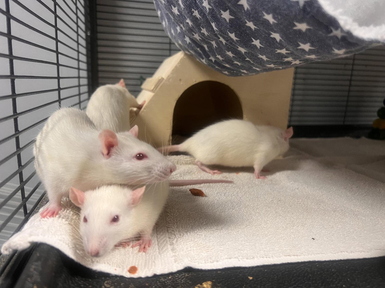 Female Rats, a Adoptable Rat in Georgetown, KY image 2/3