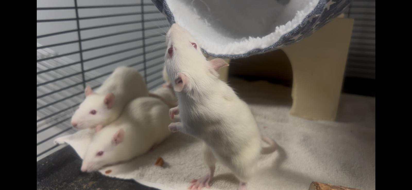 Female Rats, a Adoptable Rat in Georgetown, KY image 3/3