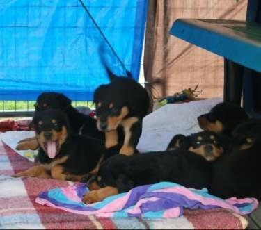 Enlarge Puppy 8, a Adoptable mixed breed in Sunnyvale, TX image 4/6