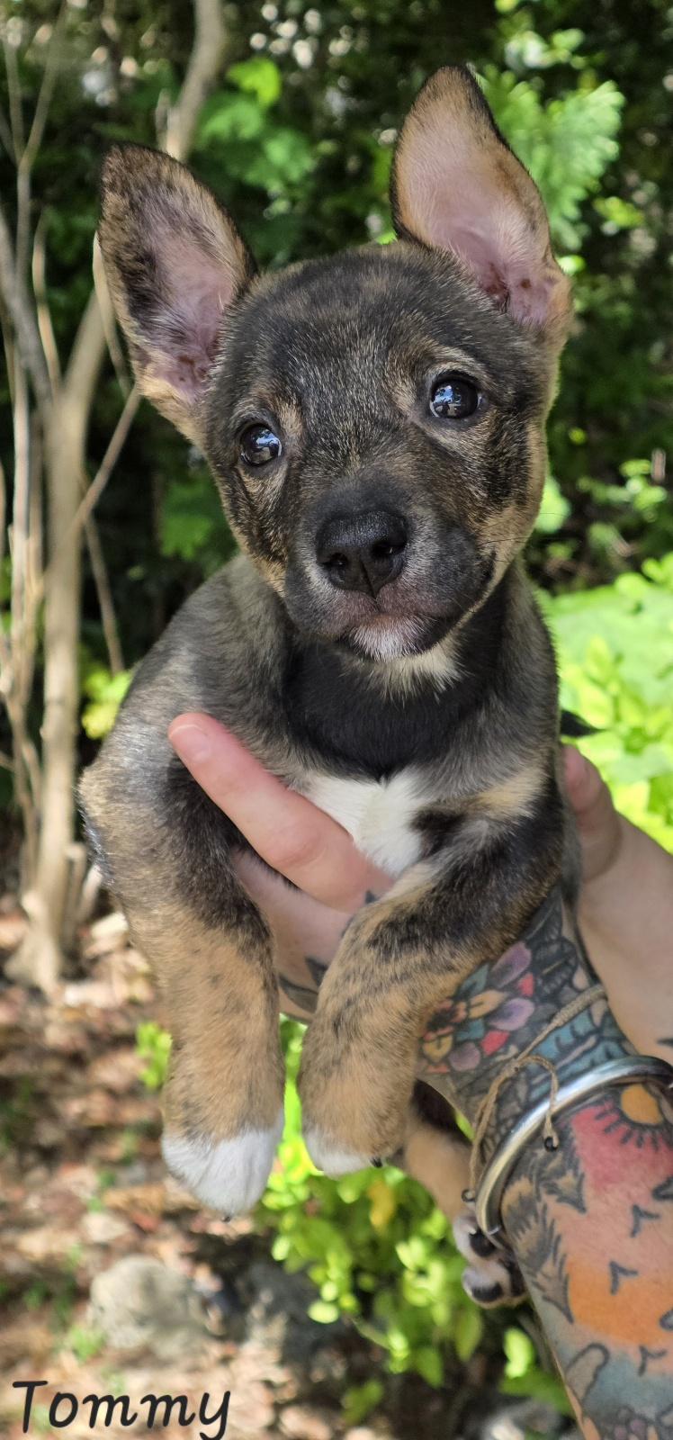 Tommy, an adopted mixed breed in Key Largo, FL image 5/6