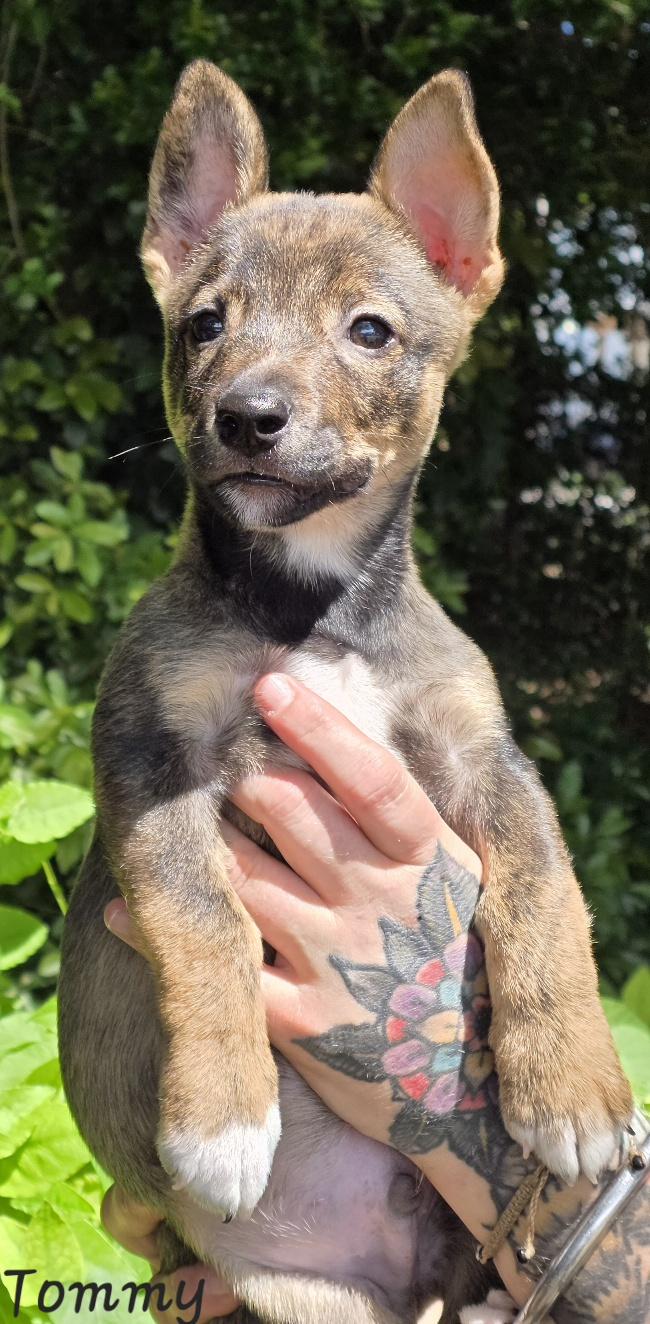 Tommy, an adopted mixed breed in Key Largo, FL image 2/6