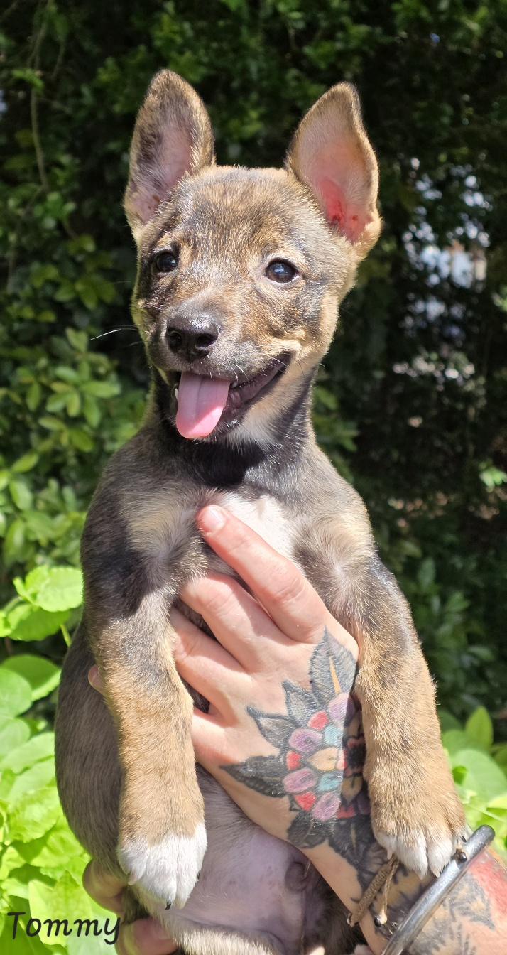 Tommy, an adopted mixed breed in Key Largo, FL image 1/6