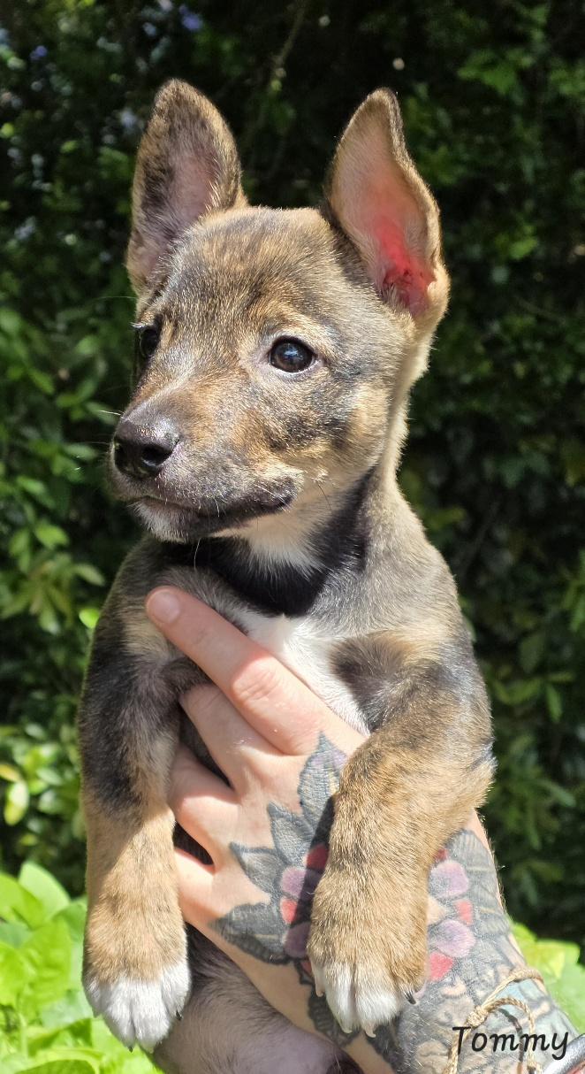 Tommy, an adopted mixed breed in Key Largo, FL image 3/6