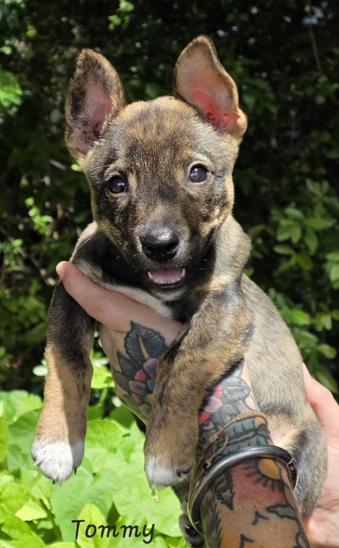 Tommy, an adopted mixed breed in Key Largo, FL image 6/6