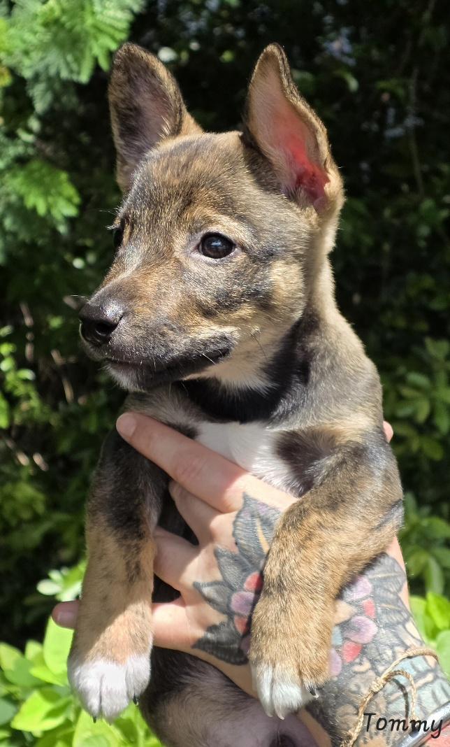 Tommy, an adopted mixed breed in Key Largo, FL image 4/6