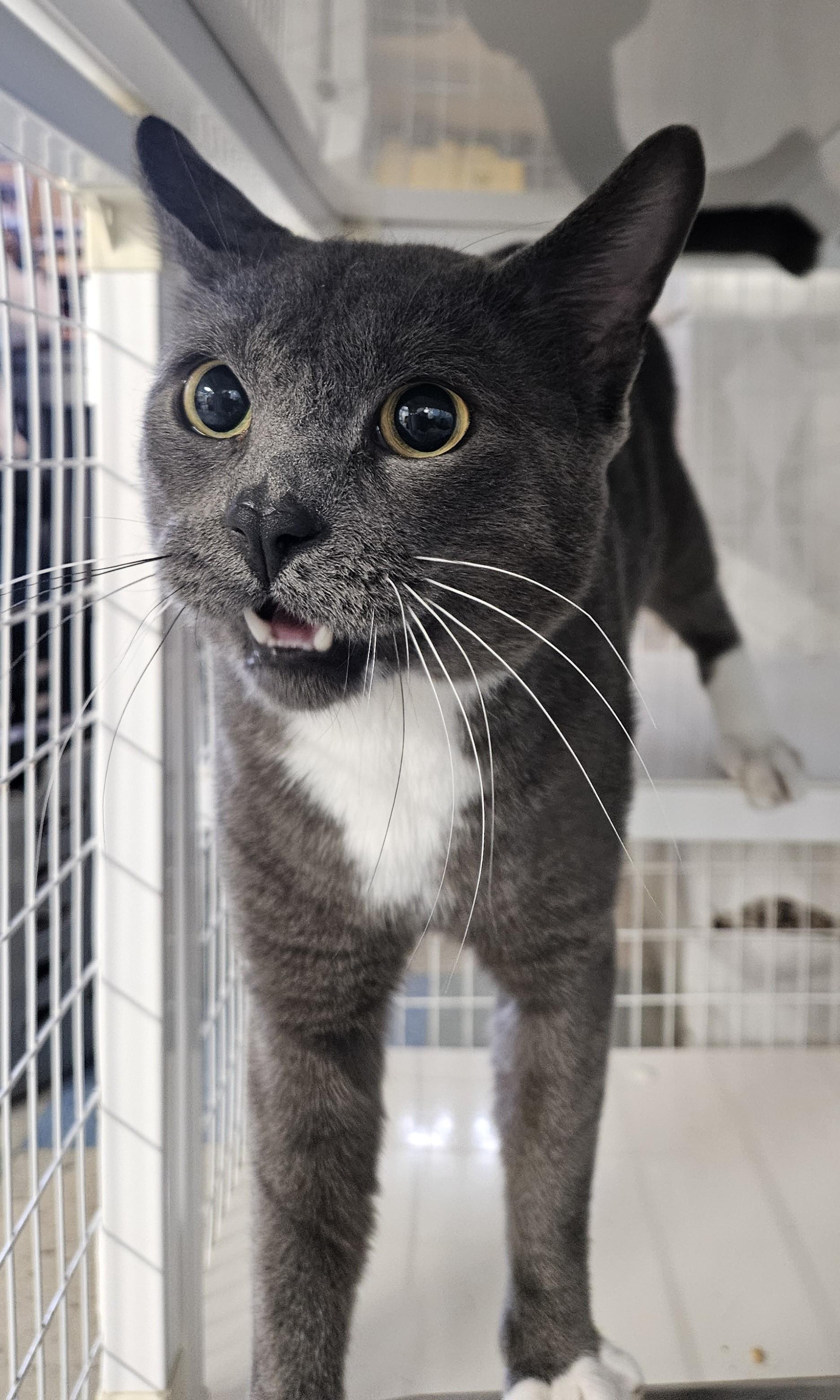 Enlarge Kinski - FIV Positive, a Adoptable Domestic Short Hair in Claremont, NH image 1/1