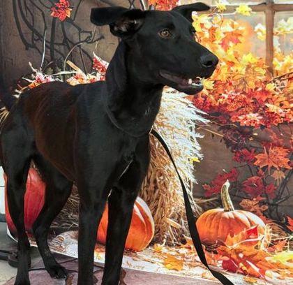 Yippy, Adoptable, Adult Female Labrador Retriever & Mixed Breed.