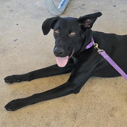 Yippy, a Adoptable mixed breed in Bryan, TX image 2/2