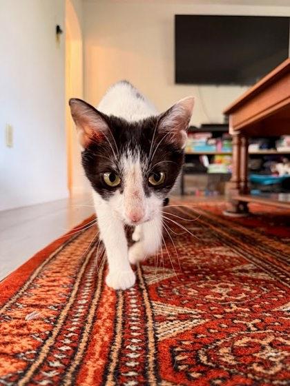 Zaboomafoo, Adoptable, Adult Female Domestic Short Hair & Domestic Short Hair.