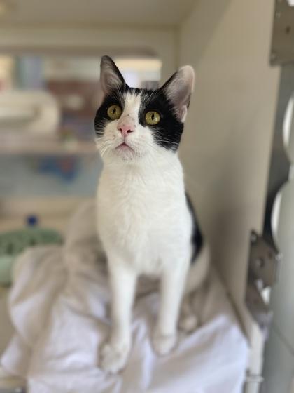 Zaboomafoo, Adoptable, Adult Female Domestic Short Hair & Domestic Short Hair.