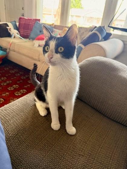 Zaboomafoo, a Adoptable mixed breed in Columbus, IN image 3/3