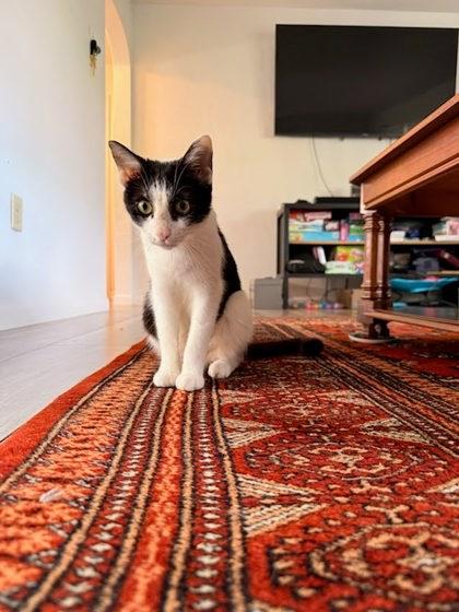 Zaboomafoo, a Adoptable mixed breed in Columbus, IN image 3/3