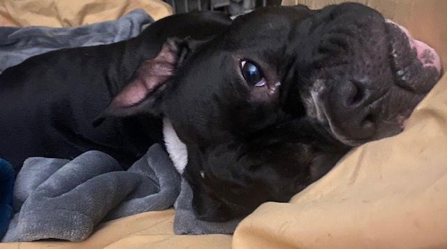 Enlarge Violet, a Adoptable American Bulldog in Doylestown, PA image 1/3