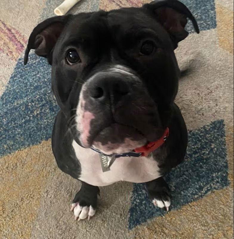 Violet, Adoptable, Adult Female American Bulldog.