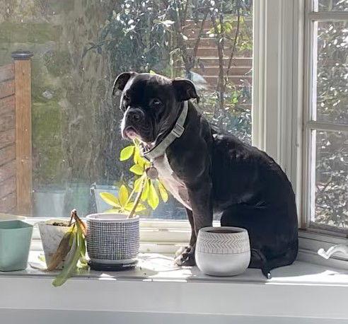 Enlarge Violet, a Adoptable American Bulldog in Doylestown, PA image 3/3