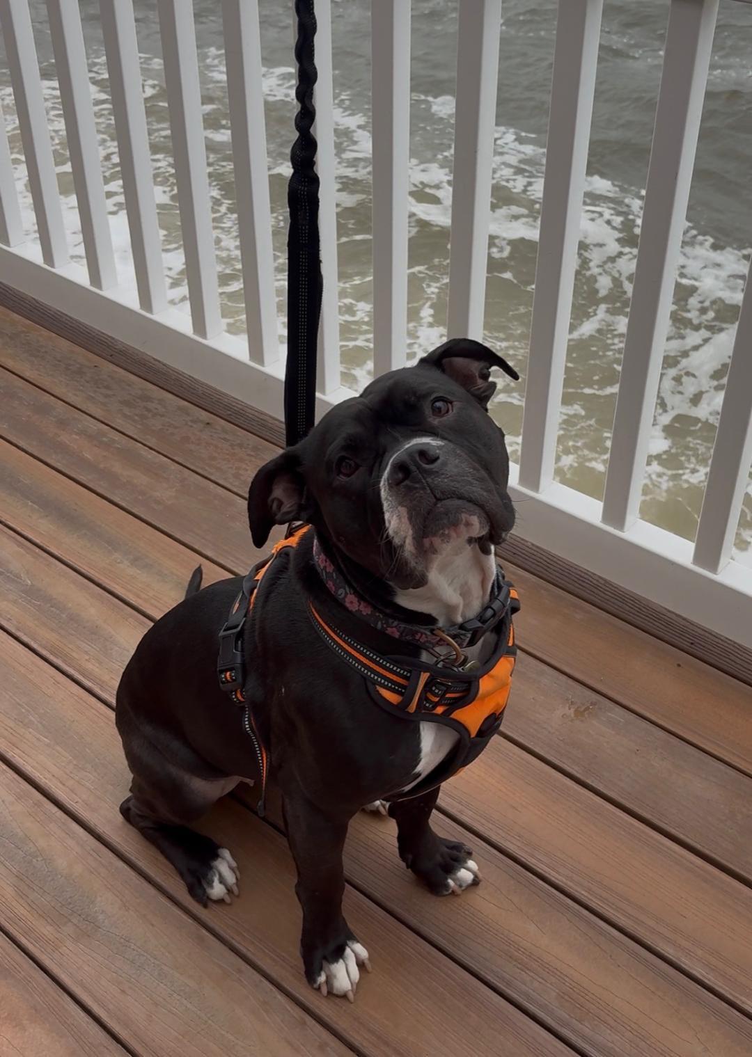 Violet, a Adoptable American Bulldog in Doylestown, PA image 2/3