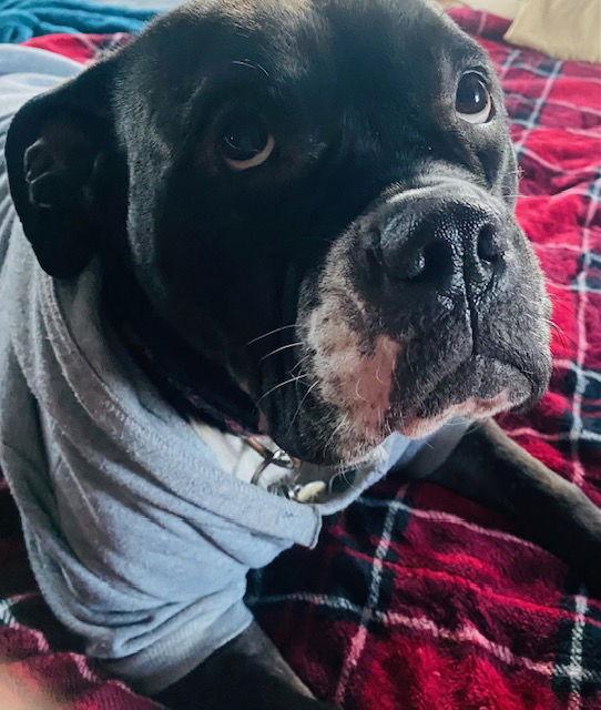 Enlarge Violet, a Adoptable American Bulldog in Doylestown, PA image 3/3