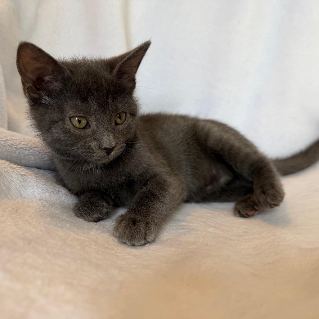 Enlarge Pearl, a Adoptable Domestic Short Hair in La Grange, KY image 1/6