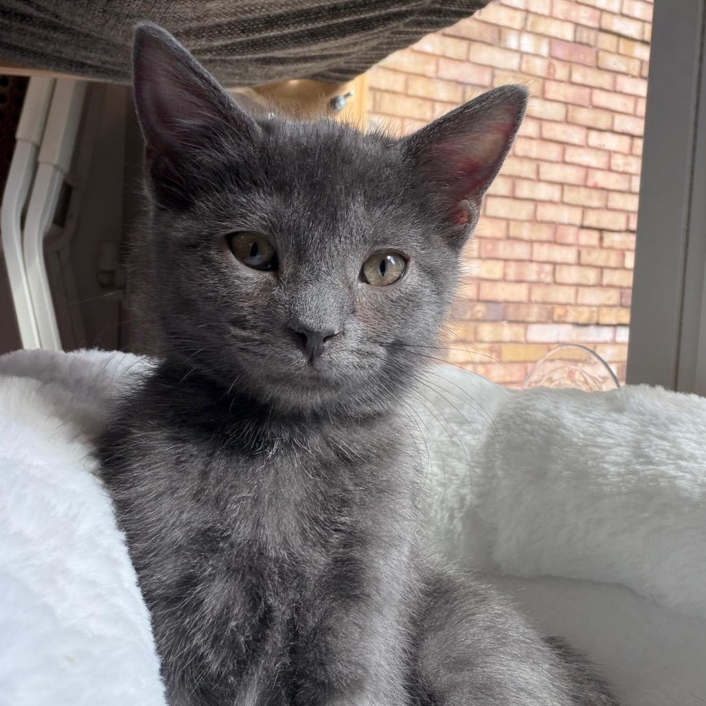 Enlarge Pearl, a Adoptable Domestic Short Hair in La Grange, KY image 3/6