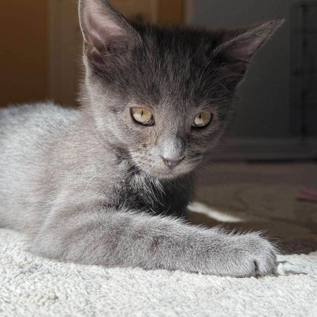 Enlarge Pearl, a Adoptable Domestic Short Hair in La Grange, KY image 4/6