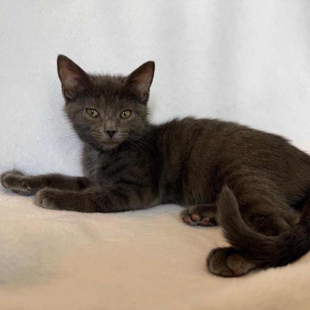 Enlarge Pearl, a Adoptable Domestic Short Hair in La Grange, KY image 5/6