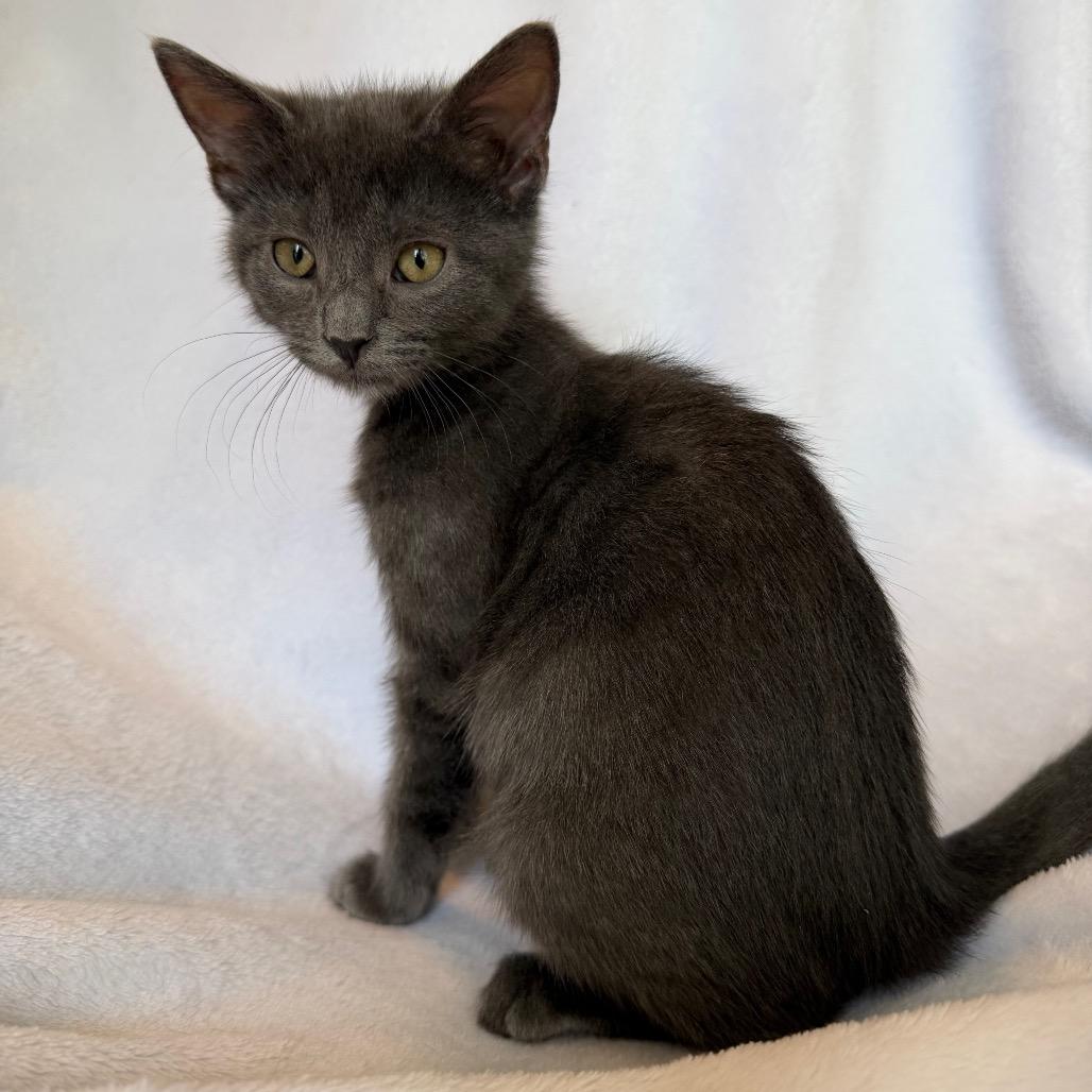 Enlarge Pearl, a Adoptable Domestic Short Hair in La Grange, KY image 6/6
