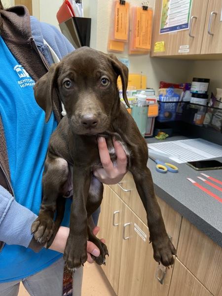 Enlarge Swiss Miss, a Adoptable mixed breed image 1/2