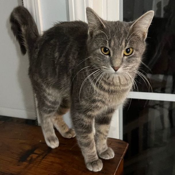 Tarot, Adopted, Young Female Domestic Short Hair.