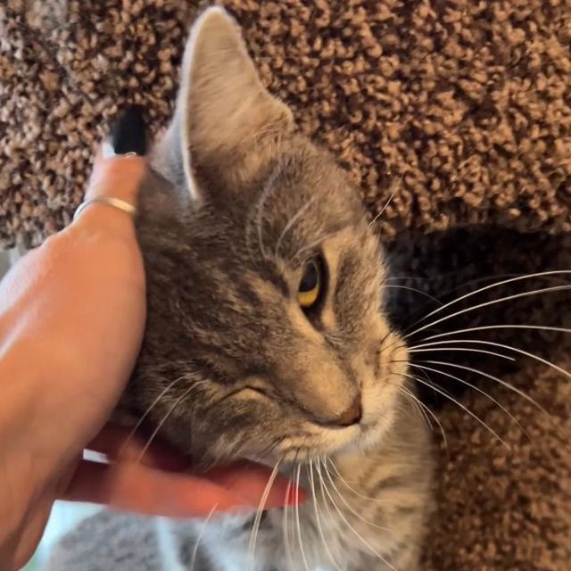 Tarot, a Adopted Domestic Short Hair in Beaufort, MO image 2/4