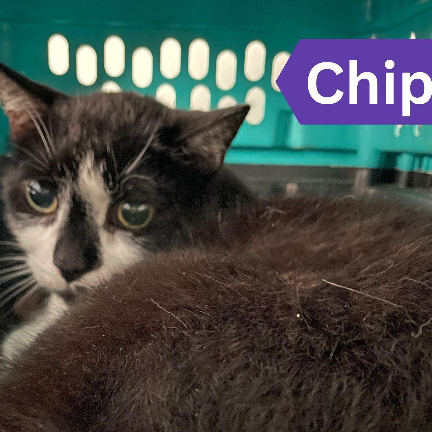 Chocolate Chip, Adoptable, Adult Male Domestic Short Hair.